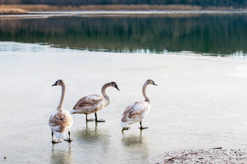 white swans on an autumn lake on a sunny day