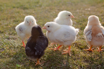 Group of newborn chicken on a meadow