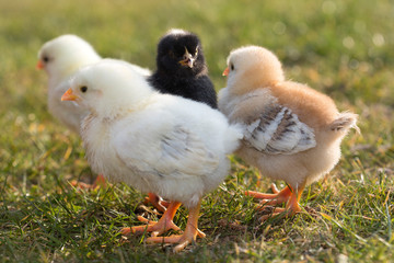Newborn chicken on a meadow