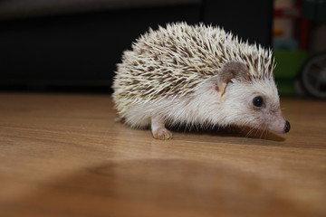 hedgehog