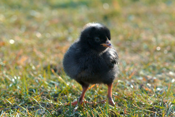 Black newborn chicken on a meadow