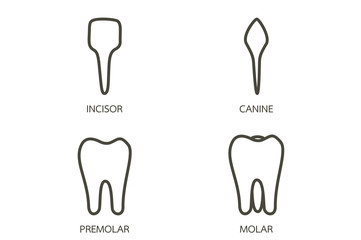 type of tooth ( incisor, canine, premolar, molar ) - dental cartoon vector outline flat style