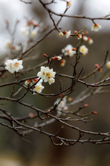 梅の花