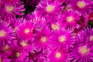 Obraz premium Pink gerbera daisy flowers background. Beautiful floral backdrop