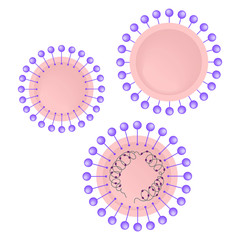 Coronavirus graphic image. The scheme of the structure illustration