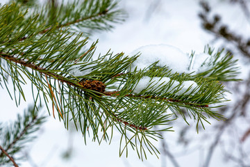 Pine Bow with Snow