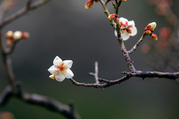 梅の花
