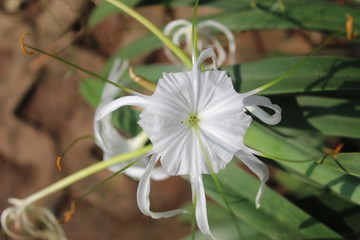  White lilies from the Jakarta city park