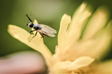 fly on leaf