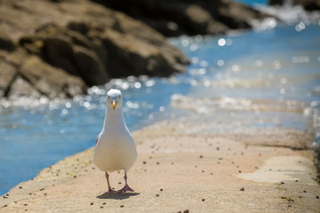 Seagull by the sea, looking at the camera