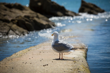 Fototapeta premium Seagull by the sea
