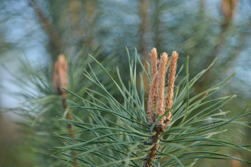 Pine needles with young cones