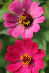 Red flower from the Jakarta city park