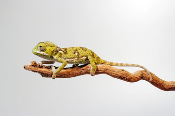  Lappenchamäleon / Flap-necked chameleon (Chamaeleo dilepis) - Jungtier / juvenile © bennytrapp