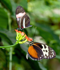 butterfly on flower