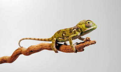  Lappenchamäleon / Flap-necked chameleon (Chamaeleo dilepis) - Jungtier / juvenile © bennytrapp
