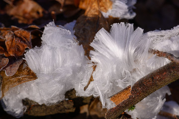 Hair ice on dead wood caused by wood fungus Exidiopsis effusa, hair ice on deadwood caused by wood...