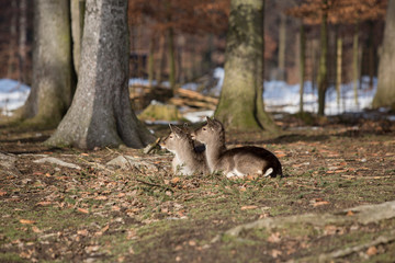 Two young roe deer in snowy forest