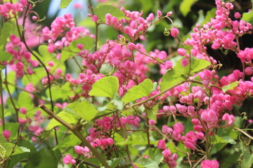 Pink flowers from Jakarta city park