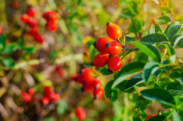 Red rosehip berries on the bushes