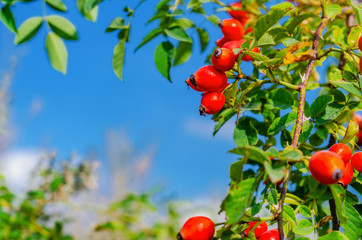 Red rosehip berries on the bushes