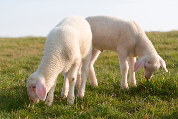 Two young lambs on a meadow