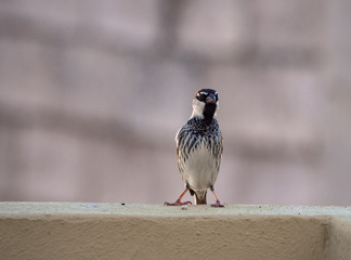 passer domesticus in a wall