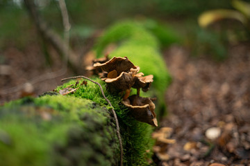 Mushrooms on a fallen tree