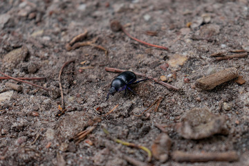 Small beetle walking on dirt