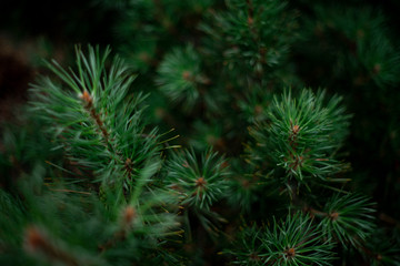 Green tree branches