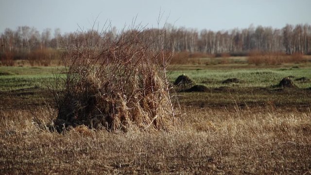 Hut, ambush, shelter for hunters of wild migratory birds is arranged in steppe away from civilization, hunting season is open, autumn, time for migration, hunter is waiting in hut, waiting for prey
