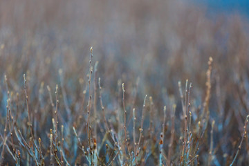 Fototapeta premium Young buds on the bare branches of a bush. Beautiful spring natural background. A hedge of branches with buds. Branches on a blurred background. The birth of a new plant life