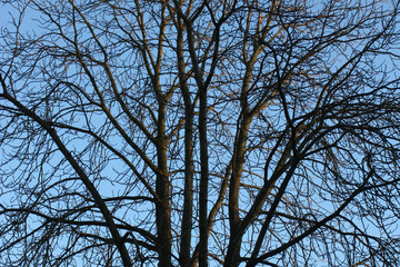 Baum im Winter ohne Blätter bei blauem Himmel