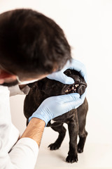 vet looking at french bulldog's mouth, white background