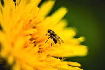 fly on flower