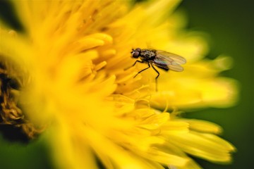 fly on flower