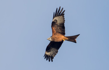 Red Kite Flying