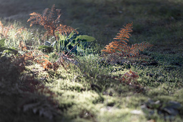 Ferns in the sun