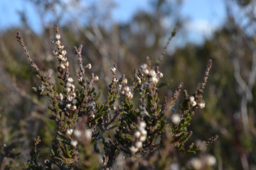 Heather or ling (Calluna vulgaris); rough purple / brown leaves and small flowers in sunlight