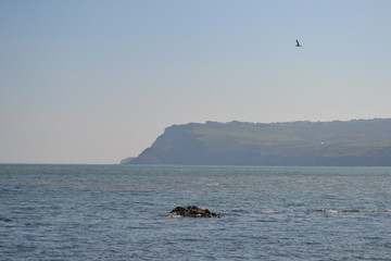 Coastal bay: rocks, headland, small waves and a gull in flight