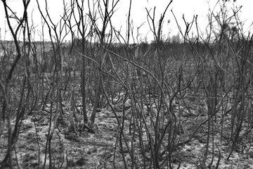 Obraz premium Burnt bushes, small trees, grasses and undergrowth after a heath fire