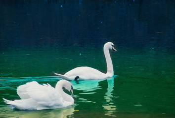 two swans on a lake
