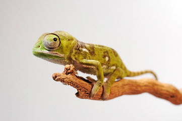 Flap-necked chameleon / Lappenchamäleon (Chamaeleo dilepis) - juvenile / Jungtier © bennytrapp