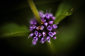 purple flower