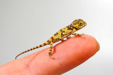 Flap-necked chameleon / Lappenchamäleon (Chamaeleo dilepis) - juvenile / Jungtier © bennytrapp