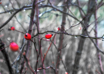 Makrofotografie Beeren Winter