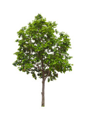 green tree isolated on white background