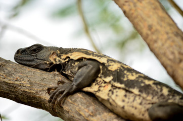 Iguana