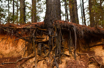 Fototapeta premium old tree in the forest