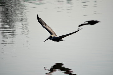 flying in the sky